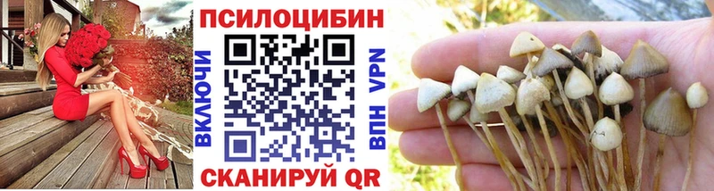 Галлюциногенные грибы Psilocybe  где купить наркотик  Воркута 